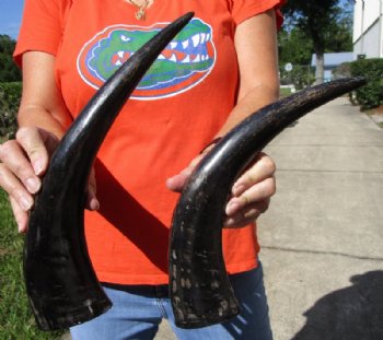 2 Semi-Polished Water Buffalo Horns for Sale 14-1/2 and 15-1/4 inches - Buy these for $16.00 each