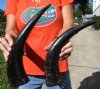 2 Semi-Polished Water Buffalo Horns for Sale 14-1/2 and 15-1/4 inches - Buy these for $16.00 each