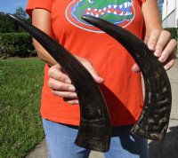 2 Semi-Polished Water Buffalo Horns for Sale 14-1/2 and 15-1/4 inches - Buy these for $16.00 each