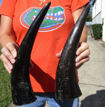 2 Semi-Polished Water Buffalo Horns for Sale 13-1/4 and 14-1/4 (one with small amount of blue paint on it) - Buy these for $15.00 each