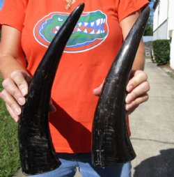 2 Semi-Polished Water Buffalo Horns for Sale 13-1/4 and 14-1/4 (one with small amount of blue paint on it) - Buy these for $15.00 each