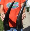 2 Semi-Polished Water Buffalo Horns for Sale 13-1/4 and 14-1/4 (one with small amount of blue paint on it) - Buy these for $15.00 each
