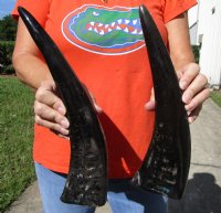 2 Semi-Polished Water Buffalo Horns for Sale 13-1/4 and 14-1/4 (one with small amount of blue paint on it) - Buy these for $15.00 each