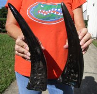 2 Semi-Polished Water Buffalo Horns for Sale 13-1/4 and 14-1/4 (one with small amount of blue paint on it) - Buy these for $15.00 each