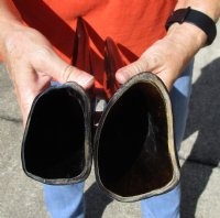 2 Semi-Polished Water Buffalo Horns for Sale 13-1/4 and 14-1/4 (one with small amount of blue paint on it) - Buy these for $15.00 each