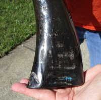 2 Semi-Polished Water Buffalo Horns for Sale 13-1/4 and 14-1/4 (one with small amount of blue paint on it) - Buy these for $15.00 each