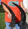 2 Semi-Polished Water Buffalo Horns 15-1/2 and 15-3/4 inches - Buy these for $16.00 each