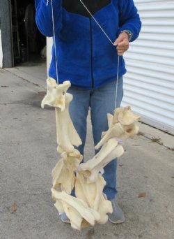 7 piece Giraffe Neck Vertebrae Set - You are buying this set for $325 (Shipped Signature Required)