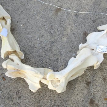 7 piece Giraffe Neck Vertebrae Set - You are buying this set for $325 (Shipped Signature Required)