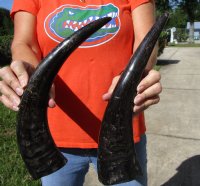 2 Semi-Polished Water Buffalo Horns 13-3/4 and 15 inches - Buy these for $16.00 each