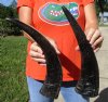 2 Semi-Polished Water Buffalo Horns 13-3/4 and 15 inches - Buy these for $16.00 each