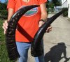2 Semi-Polished Water Buffalo Horns for Sale 21-3/4 and 23-1/4 inches - Buy these 2 for $30.00 each