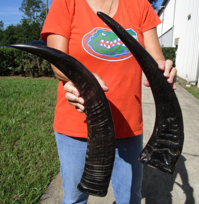2 SemiPolished Water Buffalo Horns for Sale 213/4 and 231/4 inches