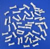 50 Tiny Coyote Toe Bones for Sale for Bone Crafts - Buy these for <font color=red> .45 each</font> (Plus $6.50 First Class Mail)