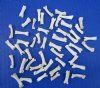 50 Real Coyote Toe Bones for Sale for Crafts - Buy these for <font color=red> .45 each</font> (Plus $6.50 First Class Mail)