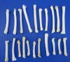 20 Coyote Foot, Feet for Bone Crafts - Buy these for <font color=red> .70 each</font> (Plus $6.50 First Class Mail)