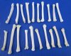 20 Real Coyote Foot, Feet Bones for Sale for Crafts - Buy these for <font color=red> .70 each</font> (Plus $6.50 First Class Mail)