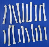 20 Real Coyote Foot, Feet Bones for Sale for Crafts - Buy these for <font color=red> .70 each</font> (Plus $7.00 postage)