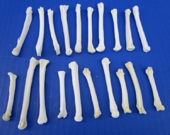 20 Real Coyote Foot, Feet Bones for Sale for Crafts - Buy these for <font color=red> .70 each</font> (Plus $7.00 postage)