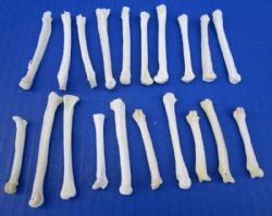 20 Real Coyote Foot, Feet Bones for Sale for Crafts - Buy these for <font color=red> .70 each</font> (Plus $7.00 postage)