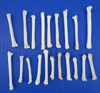 20 Real Coyote Foot, Feet Bones for Sale for Bone Crafts - Buy these for <font color=red> .70 each</font> (Plus $7.00 postage)
