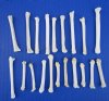 20 Real Coyote Foot, Feet Bones for Sale for Bone Crafts - Buy these for <font color=red> .70 each</font> (Plus $6.50 First Class Mail)