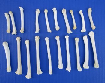 20 Coyote Foot, Feet Bones for Sale for Bone Crafts - Buy these for <font color=red> .70 each</font> (Plus $7.00 postage)