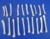 20 Coyote Foot, Feet Bones for Sale for Bone Crafts - Buy these for <font color=red> .70 each</font> (Plus $6.50 First Class Mail)