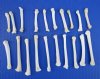 20 Coyote Foot, Feet Bones for Sale for Bone Crafts - Buy these for <font color=red> .70 each</font> (Plus $6.50 First Class Mail)