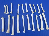 20 Coyote Foot, Feet Bones for Sale for Bone Crafts - Buy these for <font color=red> .70 each</font> (Plus $7.00 postage)