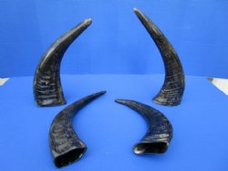 4 Semi-Polished Water Buffalo Horns for Sale 13-3/4 to 15-1/4 inches - Buy these for $15.00 each