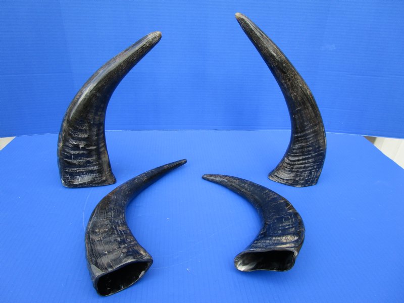 4 SemiPolished Water Buffalo Horns for Sale 133/4 to 151/4 inches