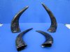 4 Semi-Polished Water Buffalo Horns for Sale 13-3/4 to 15-1/4 inches - Buy these for $15.00 each