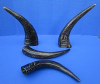 4 Semi-Polished Water Buffalo Horns for Sale 13-3/4 to 15-1/4 inches - Buy these for $15.00 each