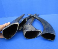 4 Semi-Polished Water Buffalo Horns for Sale 13-3/4 to 15-1/4 inches - Buy these for $15.00 each
