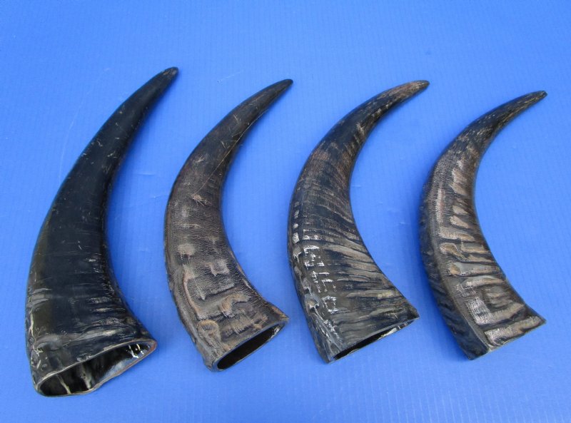 4 SemiPolished Water Buffalo Horns 15 to 151/2 inches