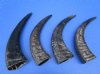 4 Semi-Polished Water Buffalo Horns 15 to 15-1/2 inches - Buy these for $15.00 each