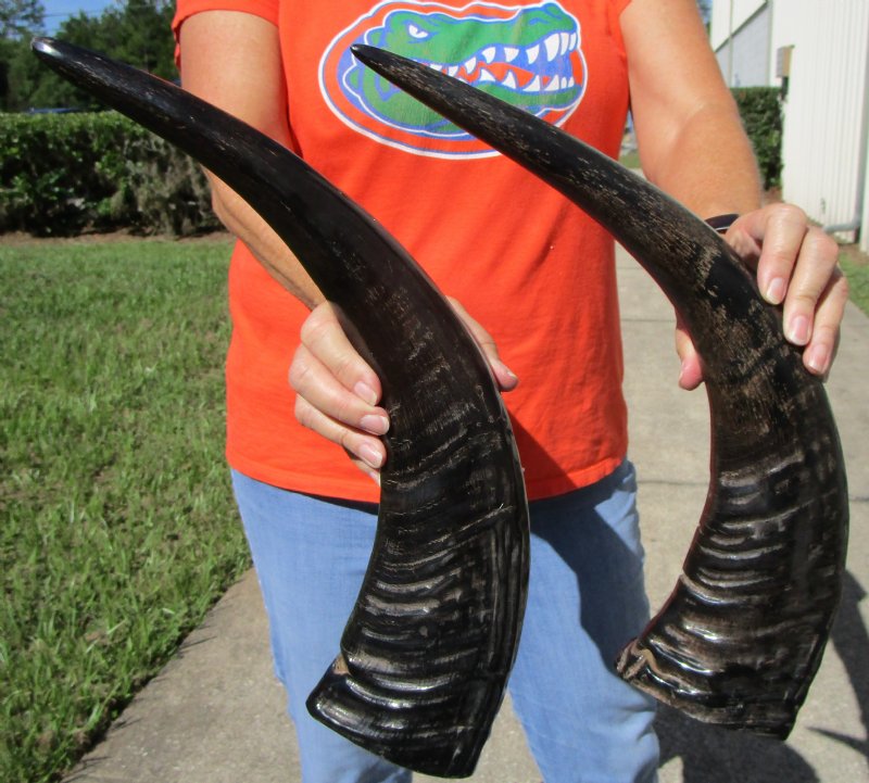 2 SemiPolished Large Water Buffalo Horns for Sale 20 and 21 inches