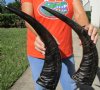 2 Semi-Polished Large Water Buffalo Horns for Sale 20 and 21 inches- Buy these for $30.00 each
