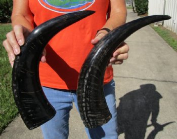 2 Semi-Polished Water Buffalo Horns 17-3/4 and 19 inches - Buy these 2 for $20.00 each