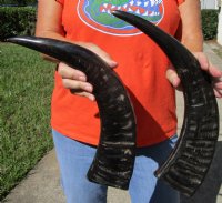 2 Semi-Polished Water Buffalo Horns 17-3/4 and 19 inches - Buy these 2 for $20.00 each