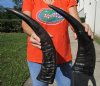 2 Semi-Polished Water Buffalo Horns for Sale 18-1/2 and 19-3/4 inches - Buy these for $20.00