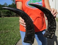 2 Semi-Polished Water Buffalo Horns for Sale 18 and 18-1/4 inches - Buy these for $20.00 each