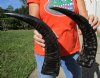 2 Semi-Polished Water Buffalo Horns for Sale 18 and 18-1/4 inches - Buy these for $20.00 each