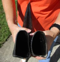 2 Semi-Polished Water Buffalo Horns for Sale 18 and 18-1/4 inches - Buy these for $20.00 each