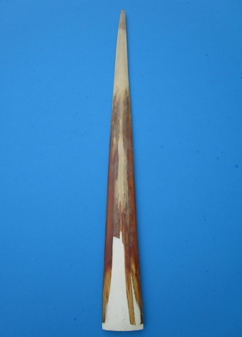 321/4 inches Large Swordfish Bill for Sale, Buffed with Epoxy Filler