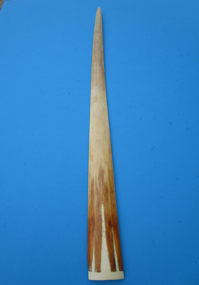 325/8 inches Large Swordfish Bill for Sale, Buffed to a Shine with