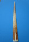 32-5/8 inches Large Swordfish Bill for Sale, Buffed to a Shine with Epoxy Filler - Buy this one for $69.99