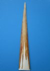31-1/8 inches Large Swordfish Bill for Sale, Buffed to Light Shine With Epoxy Filler - Buy this one for $69.99