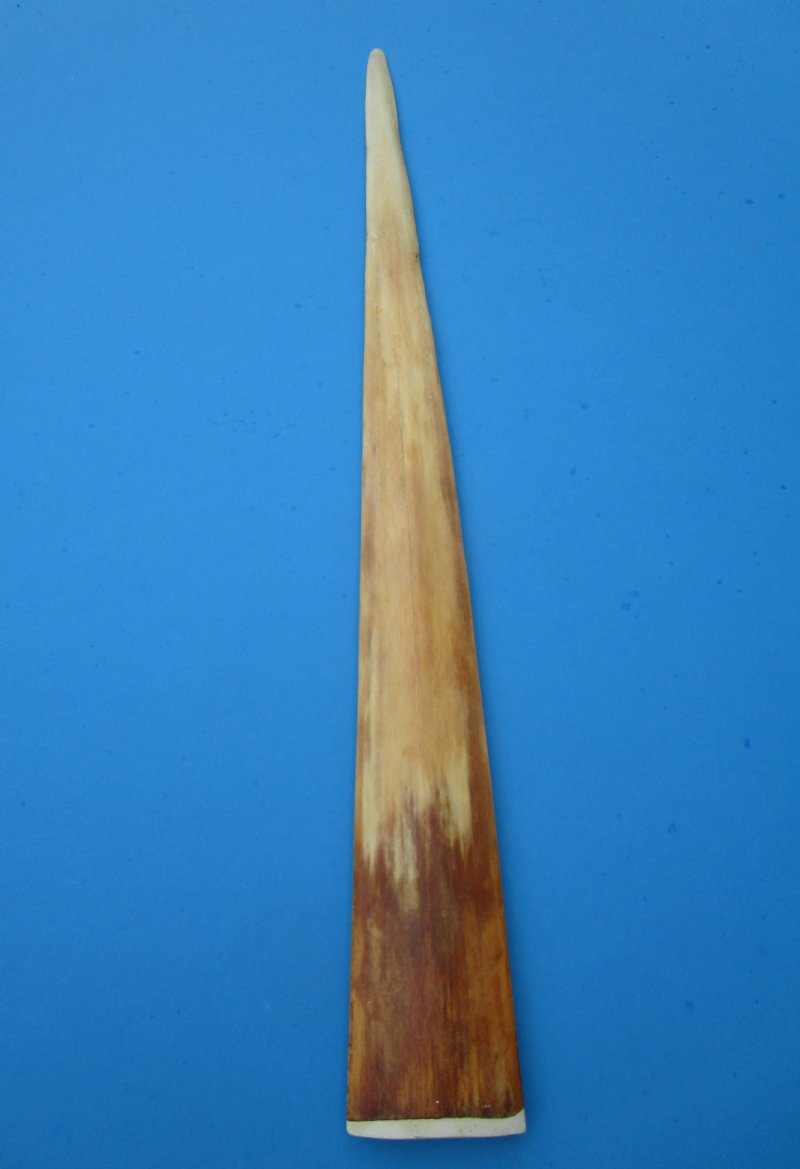 311/8 inches Large Swordfish Bill for Sale, Buffed to Light Shine With